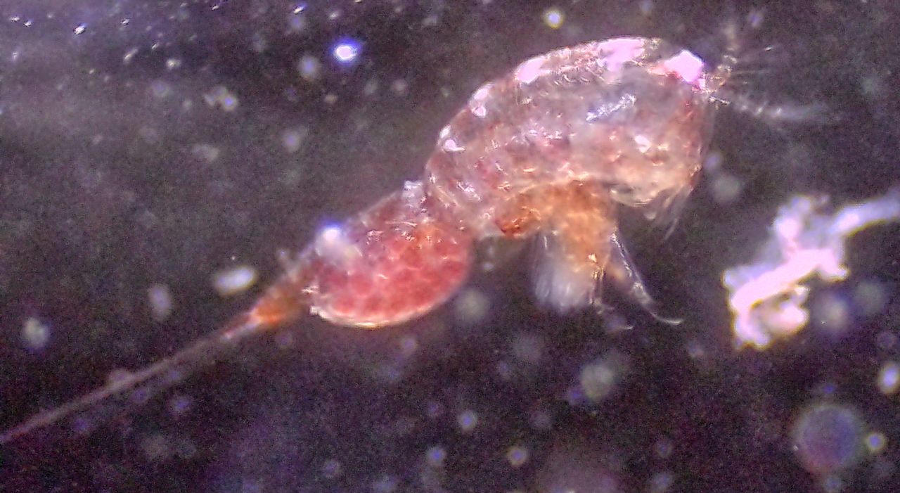 I copepodi, dal crostaceo tricolore al ciclope
